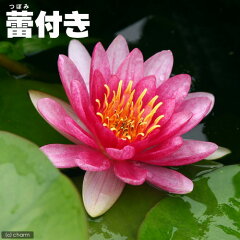 https://thumbnail.image.rakuten.co.jp/@0_mall/chanet/cabinet/555/55369-1.jpg
