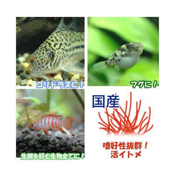 嗜好性抜群！活イトメ！イトメ（国産）　10g特長●鑑賞魚用のエサとして最も喜ばれる生餌です。特に導入直後や、病気後の体力回復には高い効果を発揮し、繁殖時に体力をつけるのにも効果的です。●魚の食いつきも素晴らしく、人工飼料に餌付きにくい種には最適です。●食いつきが良いため、与えすぎると肥満になりやすいので注意してください。●与えるときは専用のハットや、小皿を使うと良いでしょう。●国産のものは年々流通量が少なくなっており、中国産のものに比べ色がくすんで見えます。しかし輸送にかかる時間が少ないことから痛みが少なく、より安全で清潔なイトメです。内容量10g原産国日本対象種淡水魚、両生類各種※底砂に直接触れると底砂内に潜ってしまうので、水槽上層を泳ぐ種に与える場合は専用のハット、ローチやコリドラス等の低層を泳ぐ種に与える場合は小皿を使用してください。保存方法イトメの保存方法はいくつかあります。基本的には水温を低くし、酸素が十分に行き渡るようにしてください。また死骸などはまめに取り除き、清潔な水を保つようにしてください。●水道水や井戸水をかけ流しにする。この方法は最も長くイトメを保存できます。●タッパなどに浅く水を張り、蓋に穴を開けて冷蔵庫に入れる。1日1回、水を替えて清潔に水を保ちます。●冷暗所に浅めに水を張り、エアーレーションをする。1日1回以上、水を替えて清潔に水を保ちます。これらの方法で1〜2週間程度保存ができます。ご注意※本製品は観賞魚用のエサです。その他の目的には使用しないで下さい。※イトメ以外の生物（やや大きなミミズ、ヒル等）、ゴミが混入する場合がございます。品質に影響はありませんが、気になる場合は取り除いてご使用ください。※天然採取ものなので使用した際に生じうる生体の病気や死亡、水草の枯死については一切責任を負いかねます。北海道・九州・沖縄への配送はタイム便手数料が発生いたします。※商品名に「冷蔵★」とつく商品は冷蔵便での配送となり、タイム便手数料は発生致しませんが、地域により発送から到着まで2日もしくはそれ以上かかる場合がございます。タイム便対象の地域（北海道・九州・沖縄）への配送は、生体と器具を同時にご注文の場合、分割しての梱包（生体はタイム便、器具は通常便）となります。送料、代引き手数料がそれぞれに発生し、お届けの日時が異なりますので、あらかじめご了承ください。タイム便送料・手数料について(発送・送料について)タイム便お届け日時について(配送について)タイム便での保温を必要とする生体の発送は、専用の保温ボックスと保温ボトルを使用して発送いたします。お手数ですがお手元に届いた保温ボックス、保温ボトル、また梱包資材は返却していただくかたちになります。→返却方法についての詳細はこちらをご覧ください。※対象地域への生体（水草を除く）の陸送（お届けまで2日以上要する）はお承り致しかねますので、ご了承ください。生餌の発送、死着保証について生餌の発送は通常の生体と同様に発泡スチロールの箱でカイロや保冷剤で保温して発送いたします。（商品により冷蔵便の場合もございます。）同種の生餌を複数セットご購入の場合、パッキングをまとめさせていただく場合がございます。生餌は餌として最低限のトリートメントとなりますので、観賞、飼育には適しません。また、生餌は病気の持ち込みなどのリスクがあります。導入後の二次的な被害についての保証は一切お受けできません。ご了承の上お買い求め下さい。死着保証は一切お受けできません。ご了承の上お買い求めください。（保証あり生餌商品を除く）スドー　メッシュカップ　給餌器ガラス製　フラットシャーレ　46mm　昆虫　標本用品冷蔵★（生餌）死着保証なし　ミミズ　1カップ分（約40匹）　活餌　別途クール手数料　常温商品同梱不可ff　num100　アロワナ用　スティック（浮上性）　800g　プレミアム健康管理フード　大型魚　アロワナ　餌　エサ　えさff　num200　ナマズ・大型肉食熱帯魚用　タブレット（沈下性）　300g　プレミアム健康管理フード　大型魚　お一人様10点限り … 数量：10g　coollogist　夏季クール対応　itome_nn　アクアリウム用品　_hachu　_kame　生き餌　アクア用品　餌　bnr_kngsnk　生餌　ブライン　イトメ　10g　イトメ関連商品　器具　nama_itome　fish_ikie　夏季クール対応　イトミミズ　20120708　MS　活イトメ　_aqua　活き餌　活餌　活きエサ　itome190220　bnr_mdkikie　kaijyo　iki_itome　エサ　フード　ご飯　ゴハン　HAA　20251125　hosyouari　y25m11　rk2_hidden■この商品をお買い上げのお客様は、下記商品もお買い上げです。※この商品には付属しません。■スドー　メッシュカップ　給餌器ガラス製　フラットシャーレ　46mm　昆虫　標本用品冷蔵★（生餌）死着保証なし　ミミズ　1カップ分（約40匹）　活餌　別途クール手数料　常温商品同梱不可ff　num100　アロワナ用　スティック（浮上性）　800g　プレミアム健康管理フード　大型魚　アロワナ　餌　エサ　えさff　num200　ナマズ・大型肉食熱帯魚用　タブレット（沈下性）　300g　プレミアム健康管理フード　大型魚　お一人様10点限り