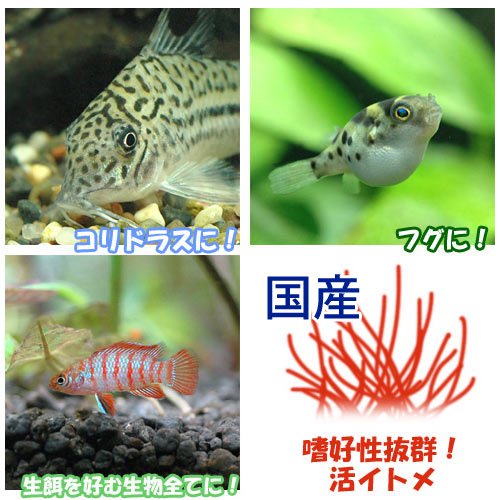 嗜好性抜群！活イトメ！イトメ（国産）　30g特長●鑑賞魚用のエサとして最も喜ばれる生餌です。特に導入直後や、病気後の体力回復には高い効果を発揮し、繁殖時に体力をつけるのにも効果的です。●魚の食いつきも素晴らしく、人工飼料に餌付きにくい種には最適です。●食いつきが良いため、与えすぎると肥満になりやすいので注意してください。●与えるときは専用のハットや、小皿を使うと良いでしょう。●国産のものは年々流通量が少なくなっており、中国産のものに比べ色がくすんで見えます。しかし輸送にかかる時間が少ないことから痛みが少なく、より安全で清潔なイトメです。内容量30g原産国日本対象種淡水魚、両生類各種※底砂に直接触れると底砂内に潜ってしまうので、水槽上層を泳ぐ種に与える場合は専用のハット、ローチやコリドラス等の低層を泳ぐ種に与える場合は小皿を使用してください。保存方法イトメの保存方法はいくつかあります。基本的には水温を低くし、酸素が十分に行き渡るようにしてください。また死骸などはまめに取り除き、清潔な水を保つようにしてください。●水道水や井戸水をかけ流しにする。この方法は最も長くイトメを保存できます。●タッパなどに浅く水を張り、蓋に穴を開けて冷蔵庫に入れる。1日1回、水を替えて清潔に水を保ちます。●冷暗所に浅めに水を張り、エアーレーションをする。1日1回以上、水を替えて清潔に水を保ちます。これらの方法で1〜2週間程度保存ができます。ご注意※本製品は観賞魚用のエサです。その他の目的には使用しないで下さい。※イトメ以外の生物（やや大きなミミズ、ヒル等）、ゴミが混入する場合がございます。品質に影響はありませんが、気になる場合は取り除いてご使用ください。※天然採取ものなので使用した際に生じうる生体の病気や死亡、水草の枯死については一切責任を負いかねます。北海道・九州・沖縄への配送はタイム便手数料が発生いたします。※商品名に「冷蔵★」とつく商品は冷蔵便での配送となり、タイム便手数料は発生致しませんが、地域により発送から到着まで2日もしくはそれ以上かかる場合がございます。タイム便対象の地域（北海道・九州・沖縄）への配送は、生体と器具を同時にご注文の場合、分割しての梱包（生体はタイム便、器具は通常便）となります。送料、代引き手数料がそれぞれに発生し、お届けの日時が異なりますので、あらかじめご了承ください。タイム便送料・手数料について(発送・送料について)タイム便お届け日時について(配送について)タイム便での保温を必要とする生体の発送は、専用の保温ボックスと保温ボトルを使用して発送いたします。お手数ですがお手元に届いた保温ボックス、保温ボトル、また梱包資材は返却していただくかたちになります。→返却方法についての詳細はこちらをご覧ください。※対象地域への生体（水草を除く）の陸送（お届けまで2日以上要する）はお承り致しかねますので、ご了承ください。生餌の発送、死着保証について生餌の発送は通常の生体と同様に発泡スチロールの箱でカイロや保冷剤で保温して発送いたします。（商品により冷蔵便の場合もございます。）同種の生餌を複数セットご購入の場合、パッキングをまとめさせていただく場合がございます。生餌は餌として最低限のトリートメントとなりますので、観賞、飼育には適しません。また、生餌は病気の持ち込みなどのリスクがあります。導入後の二次的な被害についての保証は一切お受けできません。ご了承の上お買い求め下さい。死着保証は一切お受けできません。ご了承の上お買い求めください。（保証あり生餌商品を除く）スドー　メッシュカップ　給餌器ガラス製　フラットシャーレ　46mm　昆虫　標本用品冷蔵★（生餌）死着保証なし　ミミズ　1カップ分（約40匹）　活餌　別途クール手数料　常温商品同梱不可ff　num100　アロワナ用　スティック（浮上性）　800g　プレミアム健康管理フード　大型魚　アロワナ　餌　エサ　えさff　num200　ナマズ・大型肉食熱帯魚用　タブレット（沈下性）　300g　プレミアム健康管理フード　大型魚　お一人様10点限り … 数量：30g　coollogist　夏季クール対応　_hachu　_kame　生き餌　アクア用品　餌　生餌　ブライン　イトメ　30g　イトメ関連商品　器具　nama_itome　fish_ikie　夏季クール対応　イトミミズ　20120708　MS　活イトメ　_aqua　活き餌　活餌　活きエサ　itome190220　bnr_mdkikie　アクアリウム　kaijyo　iki_itome　エサ　フード　ご飯　ゴハン　HAA　20251125　hosyouari　y25m11　rk2_hidden■この商品をお買い上げのお客様は、下記商品もお買い上げです。※この商品には付属しません。■スドー　メッシュカップ　給餌器ガラス製　フラットシャーレ　46mm　昆虫　標本用品冷蔵★（生餌）死着保証なし　ミミズ　1カップ分（約40匹）　活餌　別途クール手数料　常温商品同梱不可ff　num100　アロワナ用　スティック（浮上性）　800g　プレミアム健康管理フード　大型魚　アロワナ　餌　エサ　えさff　num200　ナマズ・大型肉食熱帯魚用　タブレット（沈下性）　300g　プレミアム健康管理フード　大型魚　お一人様10点限り