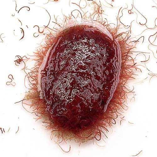 嗜好性抜群！活イトメ！イトメ（国産）　50g特長●鑑賞魚用のエサとして最も喜ばれる生餌です。特に導入直後や、病気後の体力回復には高い効果を発揮し、繁殖時に体力をつけるのにも効果的です。●魚の食いつきも素晴らしく、人工飼料に餌付きにくい種には最適です。●食いつきが良いため、与えすぎると肥満になりやすいので注意してください。●与えるときは専用のハットや、小皿を使うと良いでしょう。●国産のものは年々流通量が少なくなっており、中国産のものに比べ色がくすんで見えます。しかし輸送にかかる時間が少ないことから痛みが少なく、より安全で清潔なイトメです。内容量50g原産国日本対象種淡水魚、両生類各種※底砂に直接触れると底砂内に潜ってしまうので、水槽上層を泳ぐ種に与える場合は専用のハット、ローチやコリドラス等の低層を泳ぐ種に与える場合は小皿を使用してください。保存方法イトメの保存方法はいくつかあります。基本的には水温を低くし、酸素が十分に行き渡るようにしてください。また死骸などはまめに取り除き、清潔な水を保つようにしてください。●水道水や井戸水をかけ流しにする。この方法は最も長くイトメを保存できます。●タッパなどに浅く水を張り、蓋に穴を開けて冷蔵庫に入れる。1日1回、水を替えて清潔に水を保ちます。●冷暗所に浅めに水を張り、エアーレーションをする。1日1回以上、水を替えて清潔に水を保ちます。これらの方法で1〜2週間程度保存ができます。ご注意※本製品は観賞魚用のエサです。その他の目的には使用しないで下さい。※イトメ以外の生物（やや大きなミミズ、ヒル等）、ゴミが混入する場合がございます。品質に影響はありませんが、気になる場合は取り除いてご使用ください。※天然採取ものなので使用した際に生じうる生体の病気や死亡、水草の枯死については一切責任を負いかねます。北海道・九州・沖縄への配送はタイム便手数料が発生いたします。※商品名に「冷蔵★」とつく商品は冷蔵便での配送となり、タイム便手数料は発生致しませんが、地域により発送から到着まで2日もしくはそれ以上かかる場合がございます。タイム便対象の地域（北海道・九州・沖縄）への配送は、生体と器具を同時にご注文の場合、分割しての梱包（生体はタイム便、器具は通常便）となります。送料、代引き手数料がそれぞれに発生し、お届けの日時が異なりますので、あらかじめご了承ください。タイム便送料・手数料について(発送・送料について)タイム便お届け日時について(配送について)タイム便での保温を必要とする生体の発送は、専用の保温ボックスと保温ボトルを使用して発送いたします。お手数ですがお手元に届いた保温ボックス、保温ボトル、また梱包資材は返却していただくかたちになります。→返却方法についての詳細はこちらをご覧ください。※対象地域への生体（水草を除く）の陸送（お届けまで2日以上要する）はお承り致しかねますので、ご了承ください。生餌の発送、死着保証について生餌の発送は通常の生体と同様に発泡スチロールの箱でカイロや保冷剤で保温して発送いたします。（商品により冷蔵便の場合もございます。）同種の生餌を複数セットご購入の場合、パッキングをまとめさせていただく場合がございます。生餌は餌として最低限のトリートメントとなりますので、観賞、飼育には適しません。また、生餌は病気の持ち込みなどのリスクがあります。導入後の二次的な被害についての保証は一切お受けできません。ご了承の上お買い求め下さい。死着保証は一切お受けできません。ご了承の上お買い求めください。（保証あり生餌商品を除く）スドー　メッシュカップ　給餌器ガラス製　フラットシャーレ　46mm　昆虫　標本用品冷蔵★（生餌）死着保証なし　ミミズ　1カップ分（約40匹）　活餌　別途クール手数料　常温商品同梱不可ff　num100　アロワナ用　スティック（浮上性）　800g　プレミアム健康管理フード　大型魚　アロワナ　餌　エサ　えさff　num200　ナマズ・大型肉食熱帯魚用　タブレット（沈下性）　300g　プレミアム健康管理フード　大型魚　お一人様10点限り … 数量：50g　coollogist　夏季クール対応　itome_nn　アクアリウム用品　生き餌　_kame　アクア用品　餌　生餌　ブライン　冷蔵　イトメ　50g　イトメ関連商品　器具　nama_itome　fish_ikie　夏季クール対応　イトミミズ　_aqua　活き餌　活餌　活きエサ　itome190220　bnr_mdkikie　kaijyo　エサ　フード　ご飯　ゴハン　HAA　20251125　hosyouari　y25m11　rk2_hidden■この商品をお買い上げのお客様は、下記商品もお買い上げです。※この商品には付属しません。■スドー　メッシュカップ　給餌器ガラス製　フラットシャーレ　46mm　昆虫　標本用品冷蔵★（生餌）死着保証なし　ミミズ　1カップ分（約40匹）　活餌　別途クール手数料　常温商品同梱不可ff　num100　アロワナ用　スティック（浮上性）　800g　プレミアム健康管理フード　大型魚　アロワナ　餌　エサ　えさff　num200　ナマズ・大型肉食熱帯魚用　タブレット（沈下性）　300g　プレミアム健康管理フード　大型魚　お一人様10点限り
