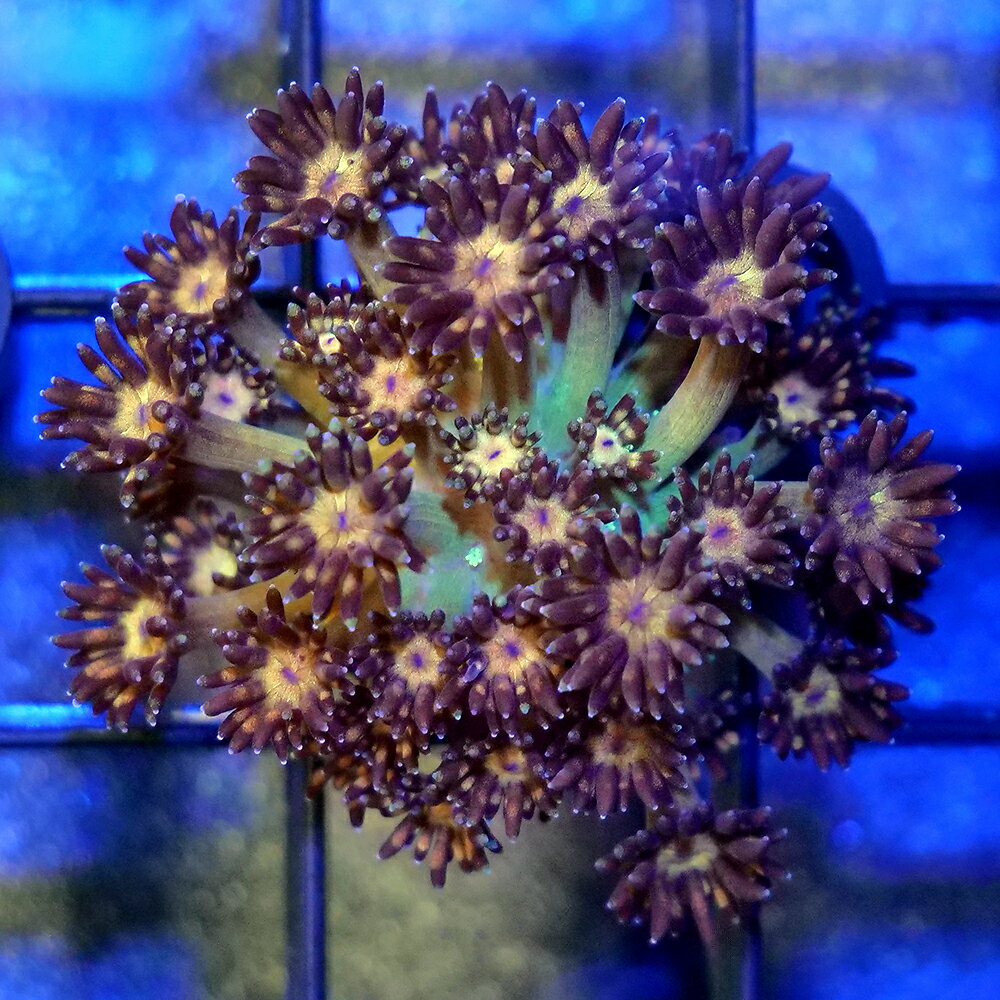 （サンゴ）一点物　ハナガササンゴ　レインボー　プラグ付き　CM−17006（1個）　北海道・九州航空便要保温