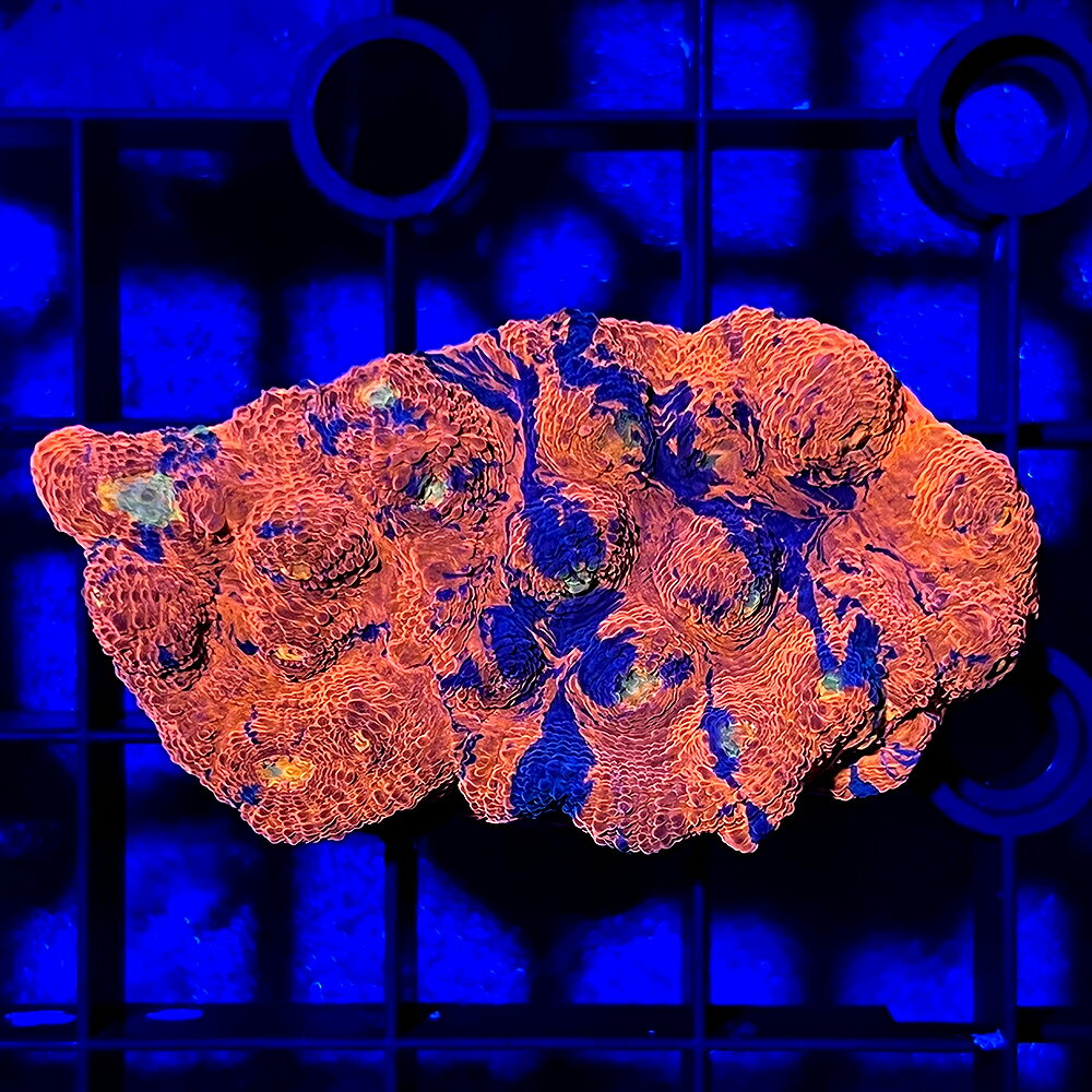 （サンゴ）一点物　キッカサンゴ　レインボー　プラグ付き　CM−18443（1個）　北海道・九州航空便要保温