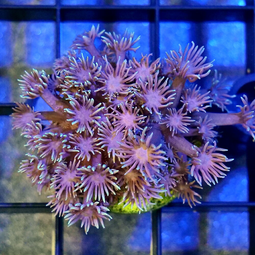 （サンゴ）一点物　インドネシア産　ハナガササンゴ　プラグ付き　CM−18485（1個）