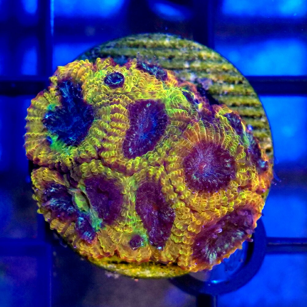 （サンゴ）一点物　キクメイシsp．　イエローサブマリン　プラグ付き　CM−18566（1個）　北海道・九州航空便要保温