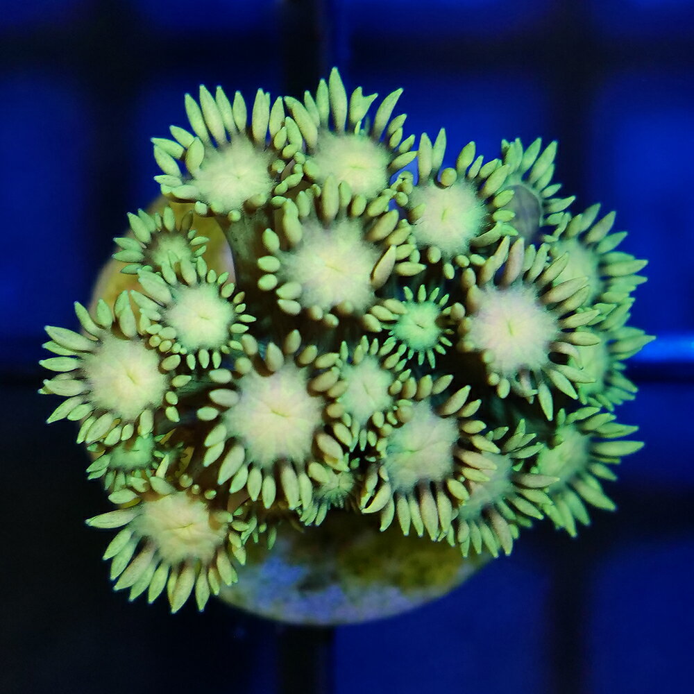 （サンゴ）一点物　インドネシア　マカッサル産　ハナガササンゴ　プラグ付き　CM−18617（1個）　北海道・九州航空便要保温