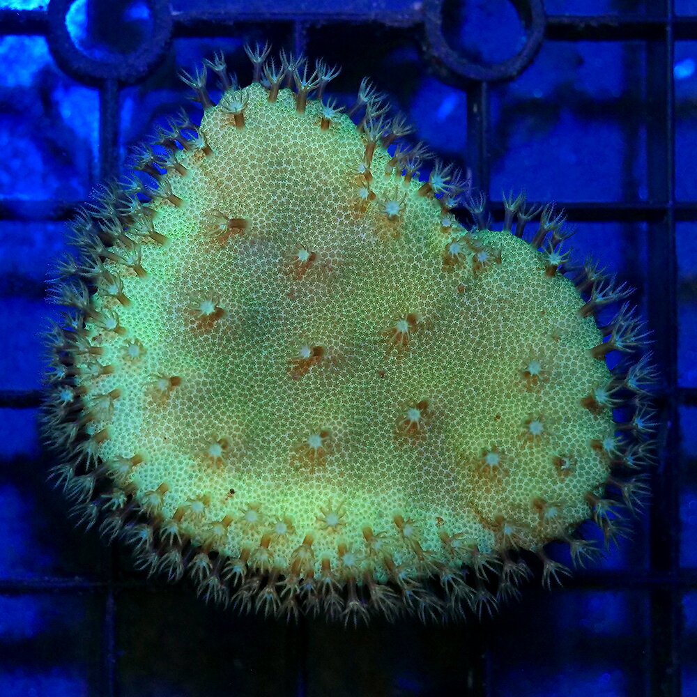 （サンゴ）一点物　ウミキノコ　グリーン　プラグ付き　CM−18630（1個）　北海道・九州航空便要保温