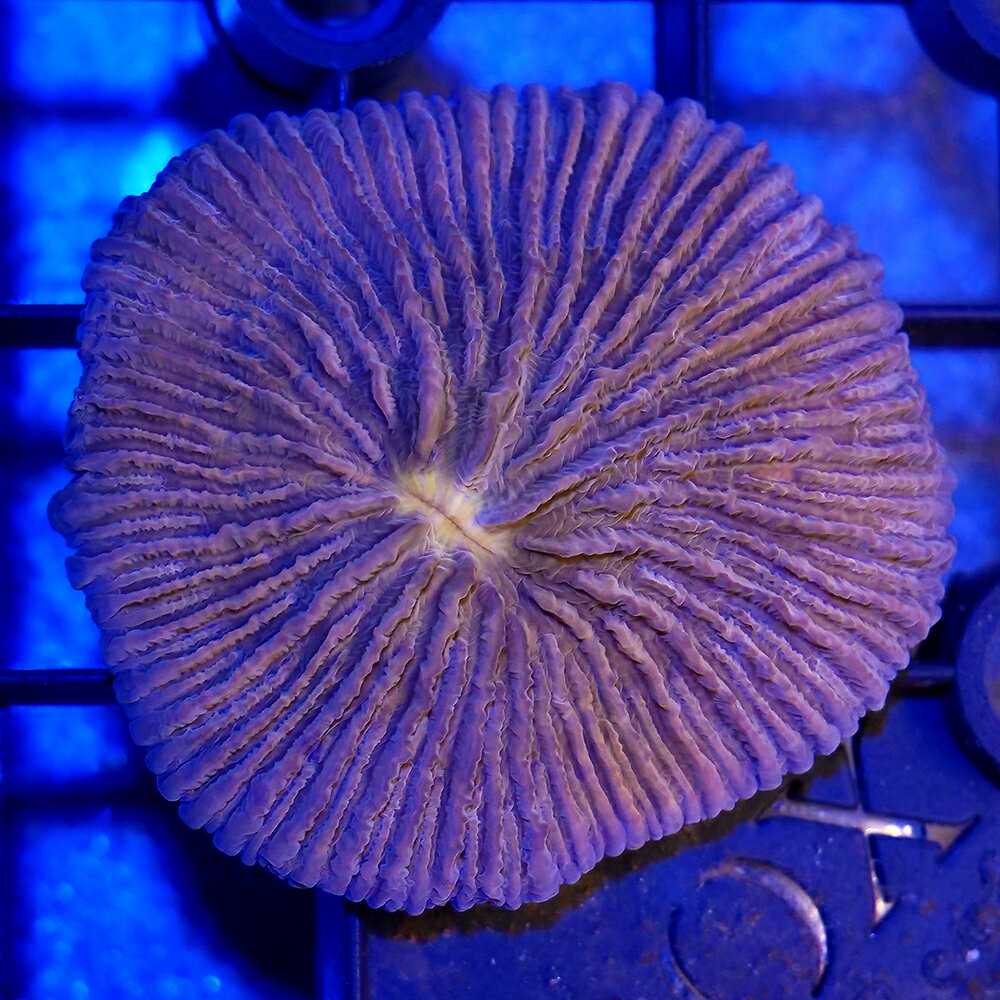 （サンゴ）一点物　クサビライシ　オレンジ　CM−18660（1個）　北海道・九州航空便要保温