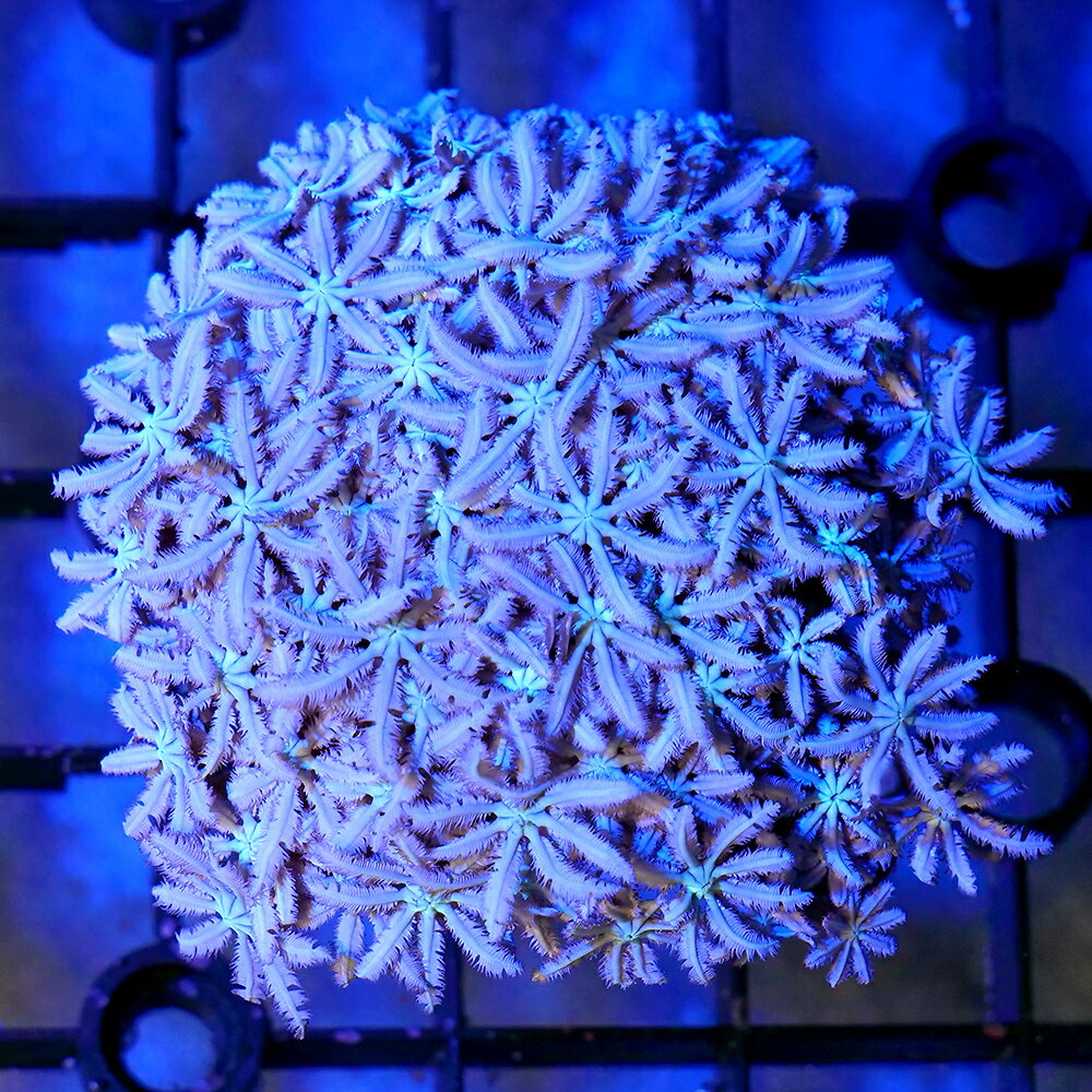 （サンゴ）一点物　トンガ産　クダサンゴ　ホワイト　CM−18665（1個）北海道航空便用保温