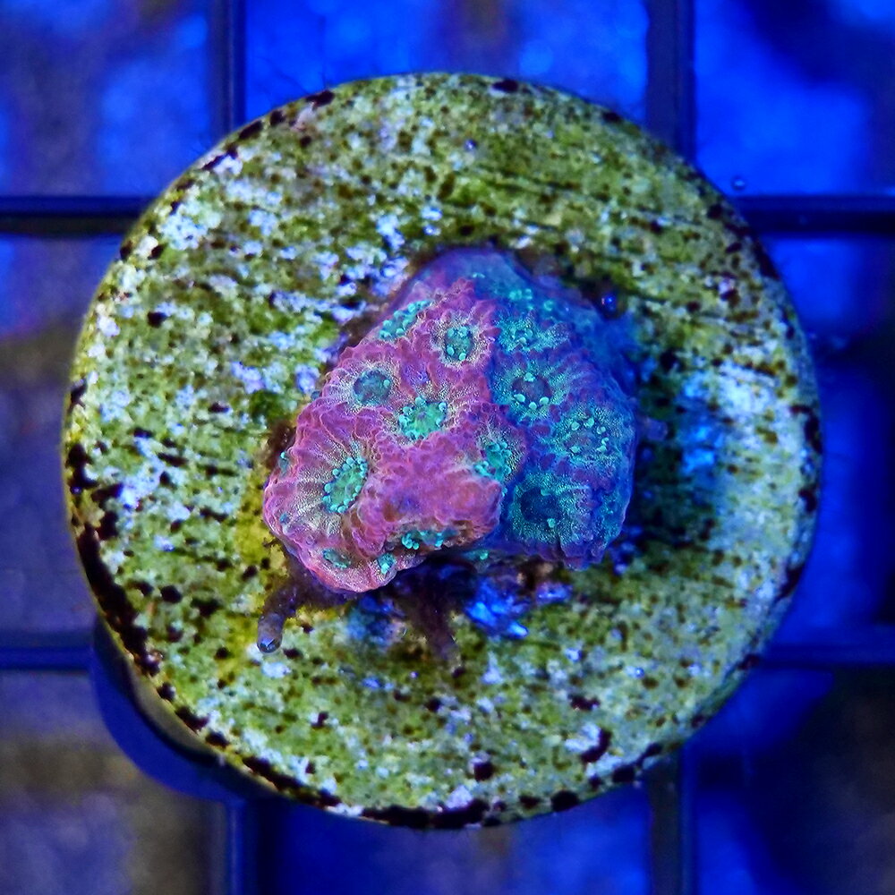 （サンゴ）一点物　キクメイシsp．　グラフテッド　プラグ付き　CM−18683（1個）　北海道航空便要保温