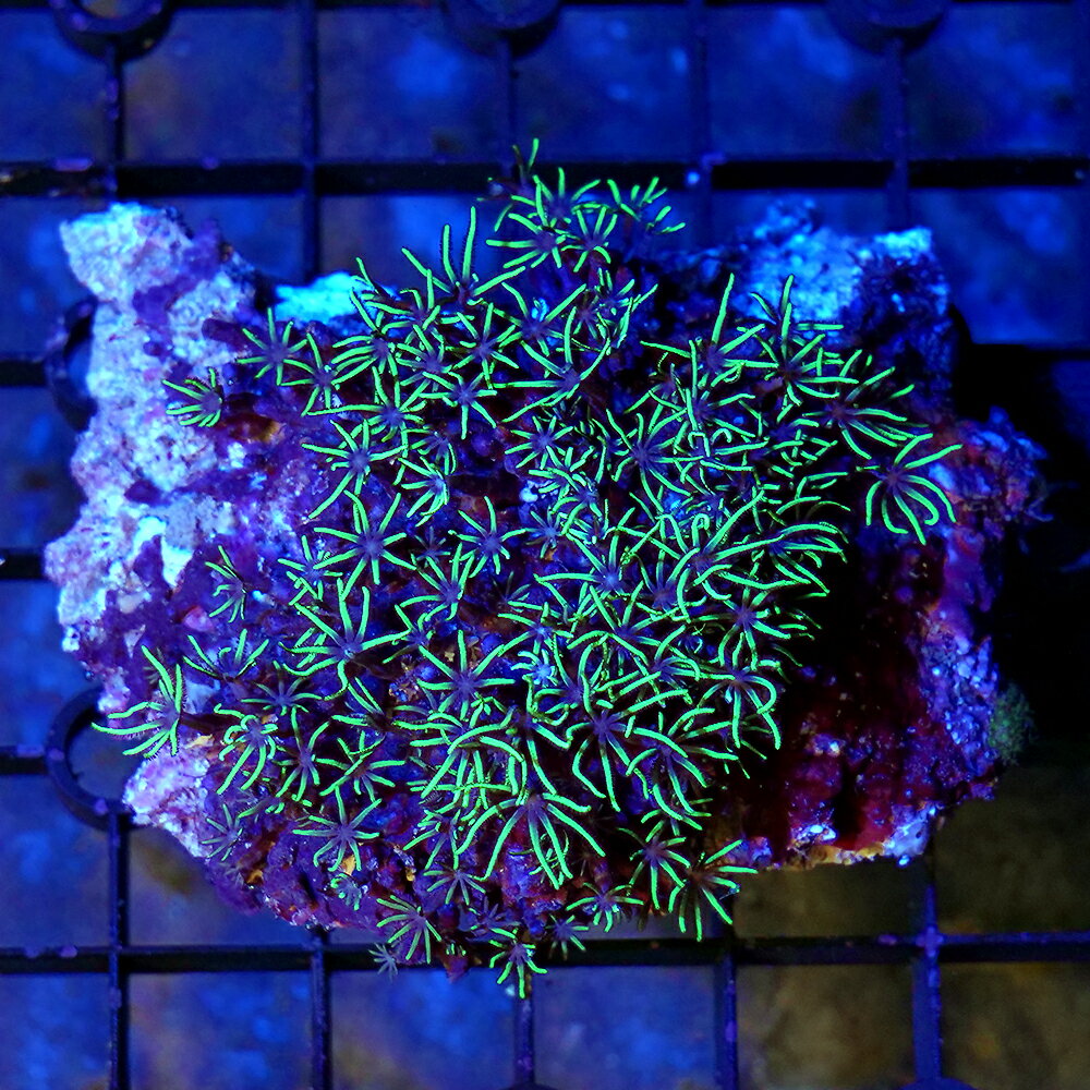 （サンゴ）一点物　スターポリプsp．　メタリックグリーン　CM−18690（1個）北海道航空便要保温