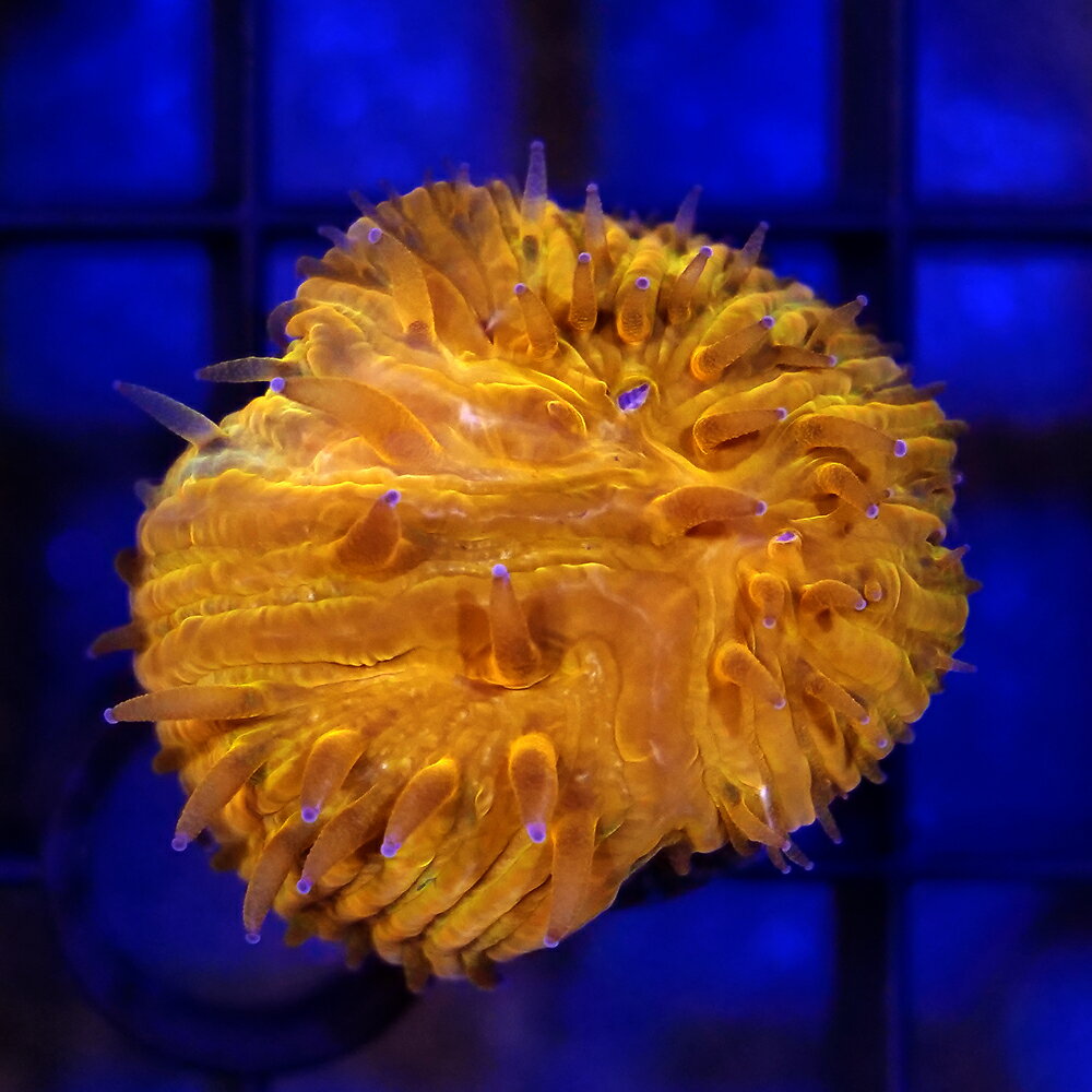 （サンゴ）一点物　クサビライシ　美蛍光オレンジ　CM−18723　プラグ付き（1個）　北海道・九州航空便要保温