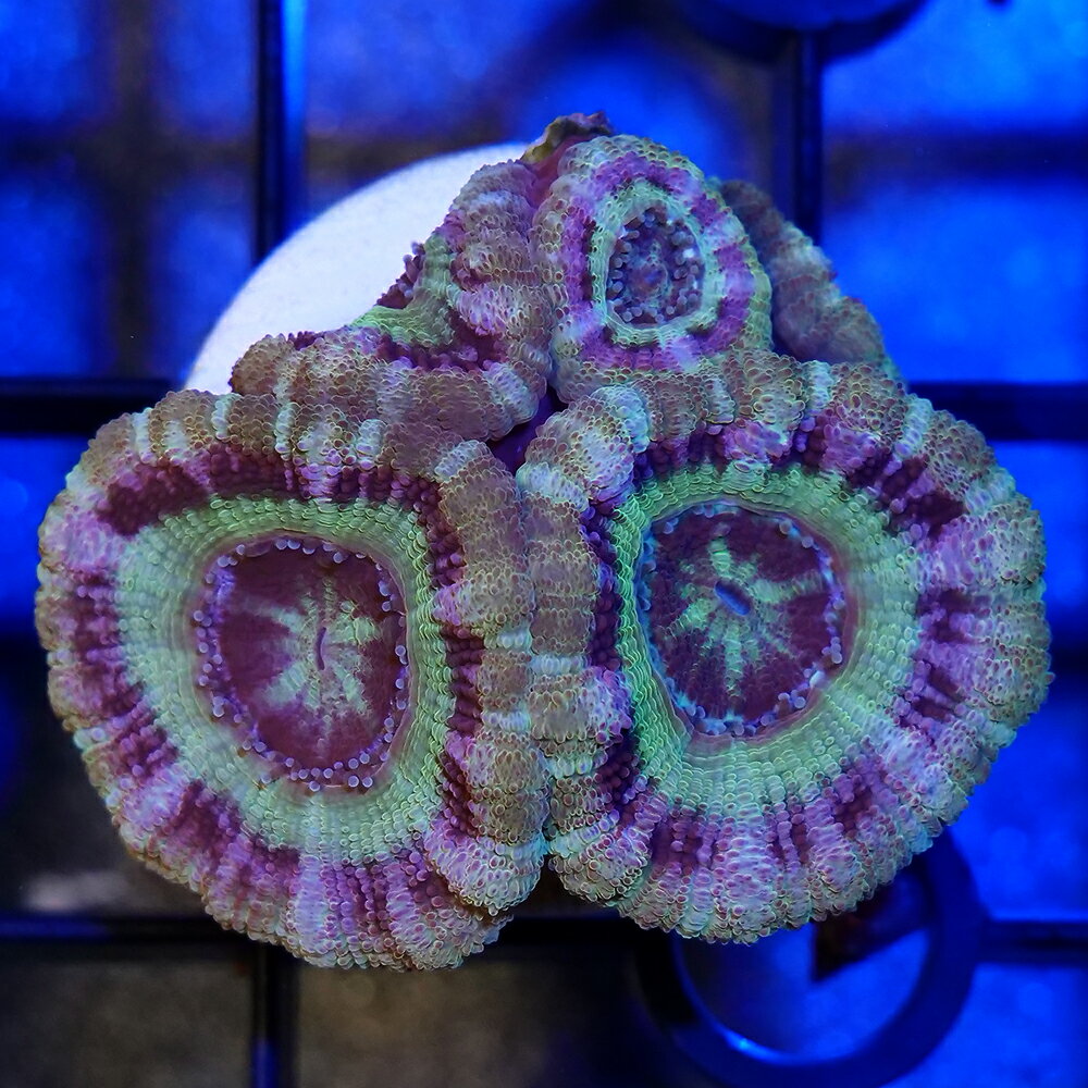 （サンゴ）一点物　カクオオトゲキクメイシ　プラグ付き　CM−18728（1個）　北海道・九州航空便要保温