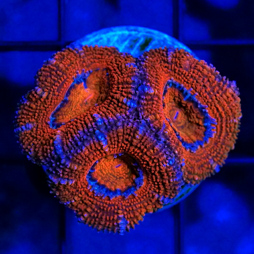 （サンゴ）一点物　カクオオトゲキクメイシ　プラグ付き　CM−18730（1個）　北海道・九州航空便要保温