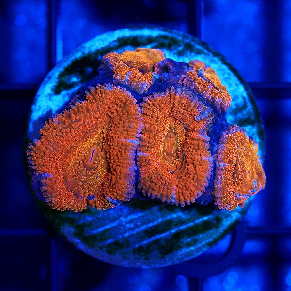 （サンゴ）一点物　カクオオトゲキクメイシ　プラグ付き　CM−18731（1個）　北海道・九州航空便要保温