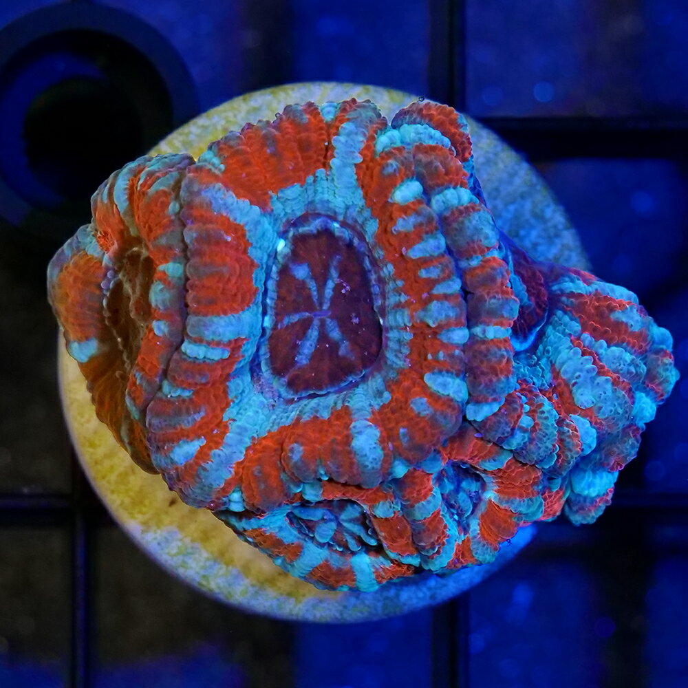 （サンゴ）一点物　カクオオトゲキクメイシ　プラグ付き　CM−18733（1個）　北海道・九州航空便要保温