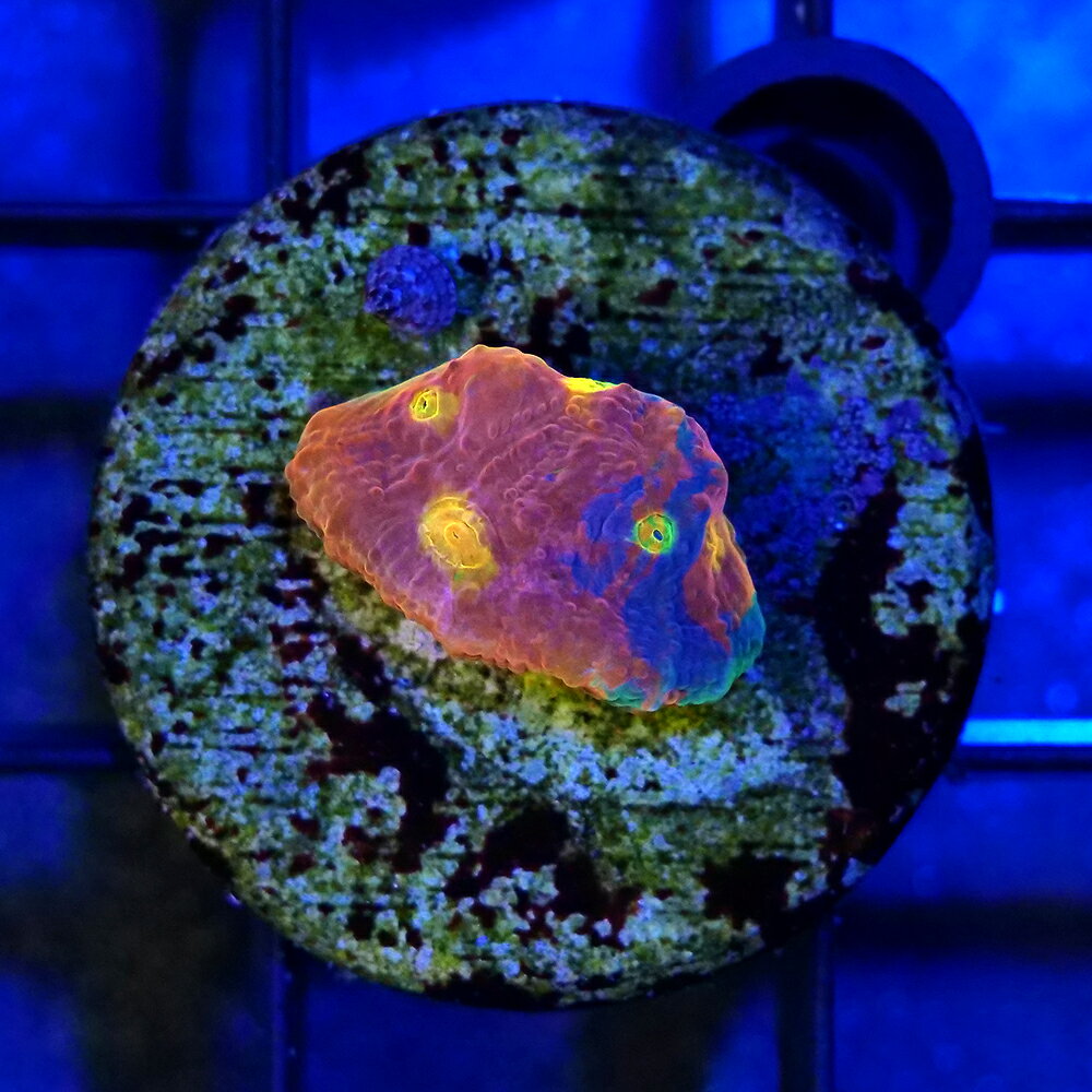 （サンゴ）一点物　キッカサンゴ　レインボー　プラグ付き　CM−18740（1個）　北海道・九州航空便要保温