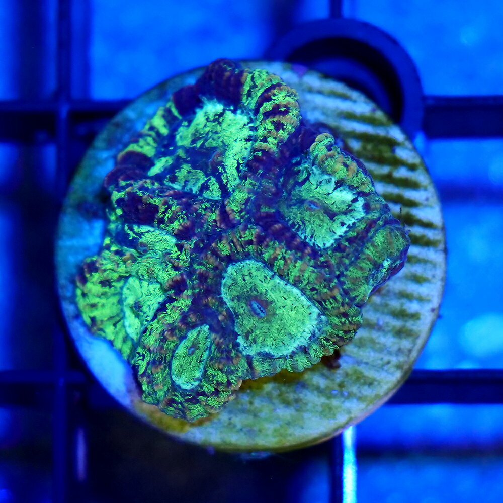 （サンゴ）一点物　キクメイシsp．　グリーン　プラグ付き　CM−18747（1個）　北海道航空便要保温