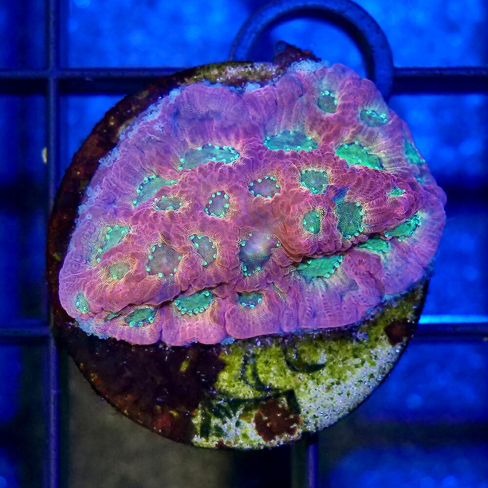 （サンゴ）一点物　キクメイシsp．　Dayglo　プラグ付き　CM−18748（1個）　北海道航空便要保温