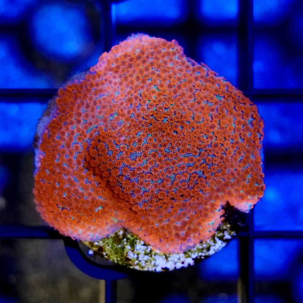 （サンゴ）一点物　コモンサンゴsp．　ポリプレッド　プラグ付き　CM−18753（1個）　北海道・九州航空..