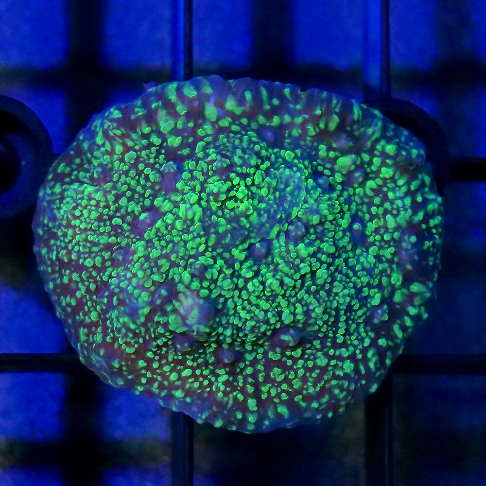 （サンゴ）一点物　キッカサンゴ　グリーン　プラグ付き　CM−18763（1個）　北海道・九州航空便要保温