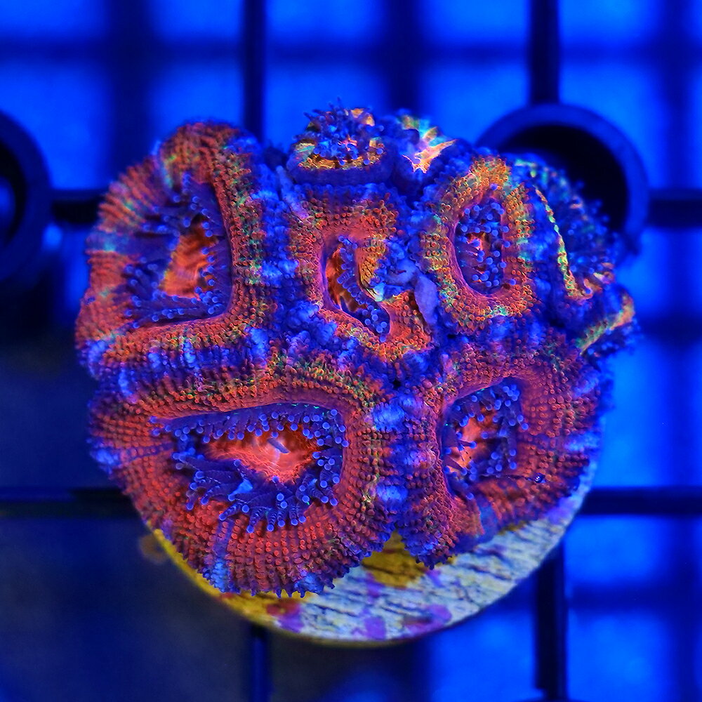 （サンゴ）一点物　オーストラリア産　カクオオトゲキクメイシ　レインボー　プラグ付き　CM−18764（1個）　北海道・九州航空便要保温