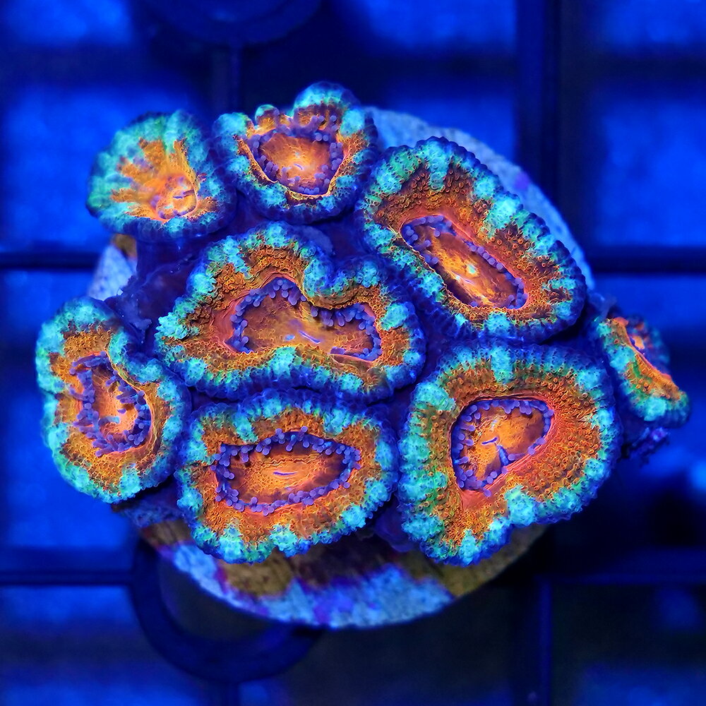 （サンゴ）一点物　オーストラリア産　カクオオトゲキクメイシ　レインボー　プラグ付き　CM−18772（1個）　北海道・九州航空便要保温