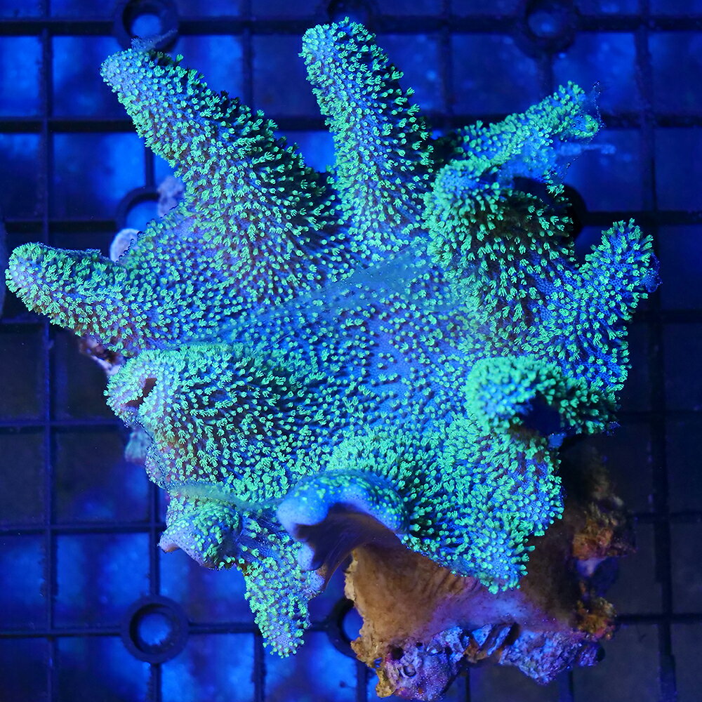 （サンゴ）一点物　オーストラリア産　ウネタケsp．　ポリプメタリックグリーン　CM−18775（1個）　北海道・九州航空便要保温