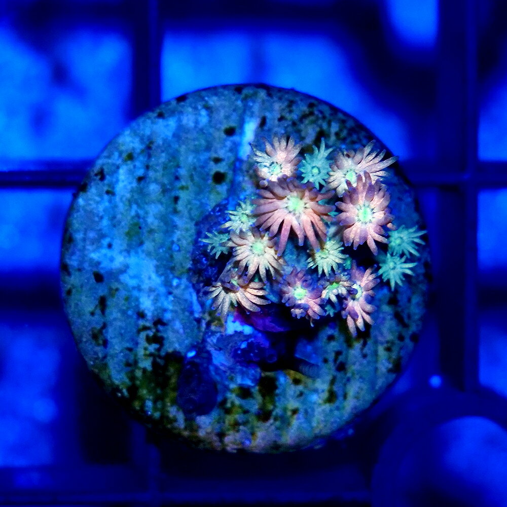 （サンゴ）一点物　ハナガササンゴ　レインボー　プラグ付き　CM−18782（1個）　北海道・九州航空便要保温