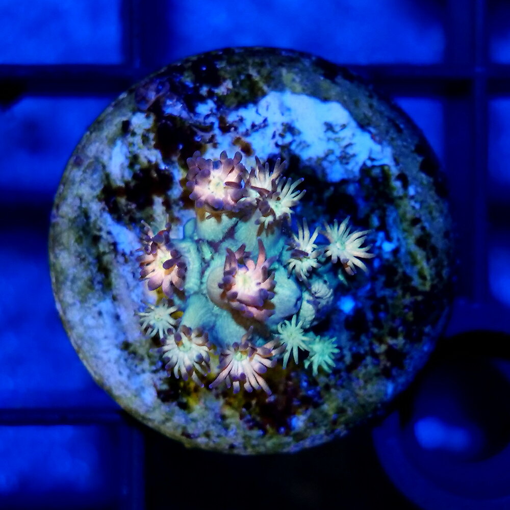 （サンゴ）一点物　ハナガササンゴ　オレンジグリーン　プラグ付き　CM−18783（1個）　北海道・九州航空便要保温