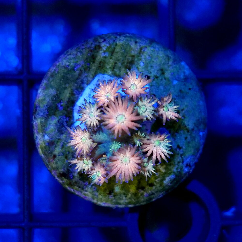 （サンゴ）一点物　ハナガササンゴ　レインボー　プラグ付き　CM−18785（1個）　北海道・九州航空便要保温