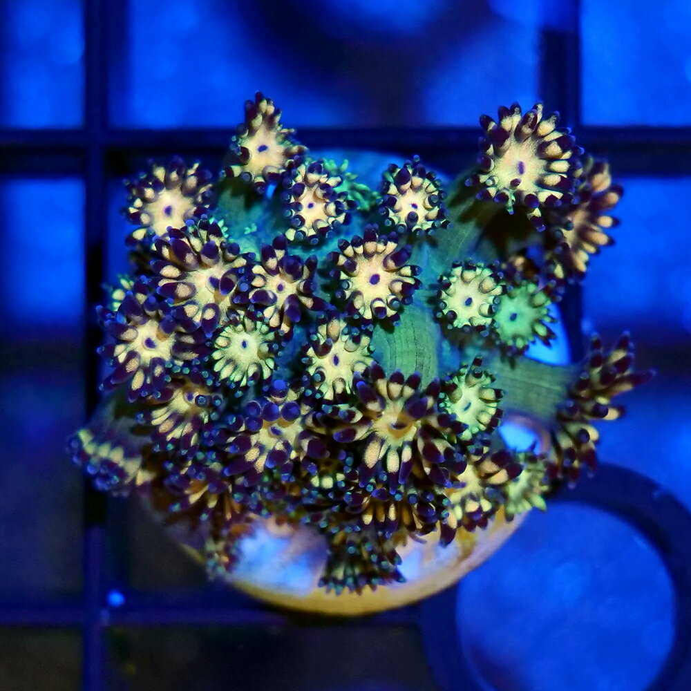 （サンゴ）一点物　ハナガササンゴ　オレンジグリーン　プラグ付き　CM−18788（1個）　北海道・九州航空便要保温