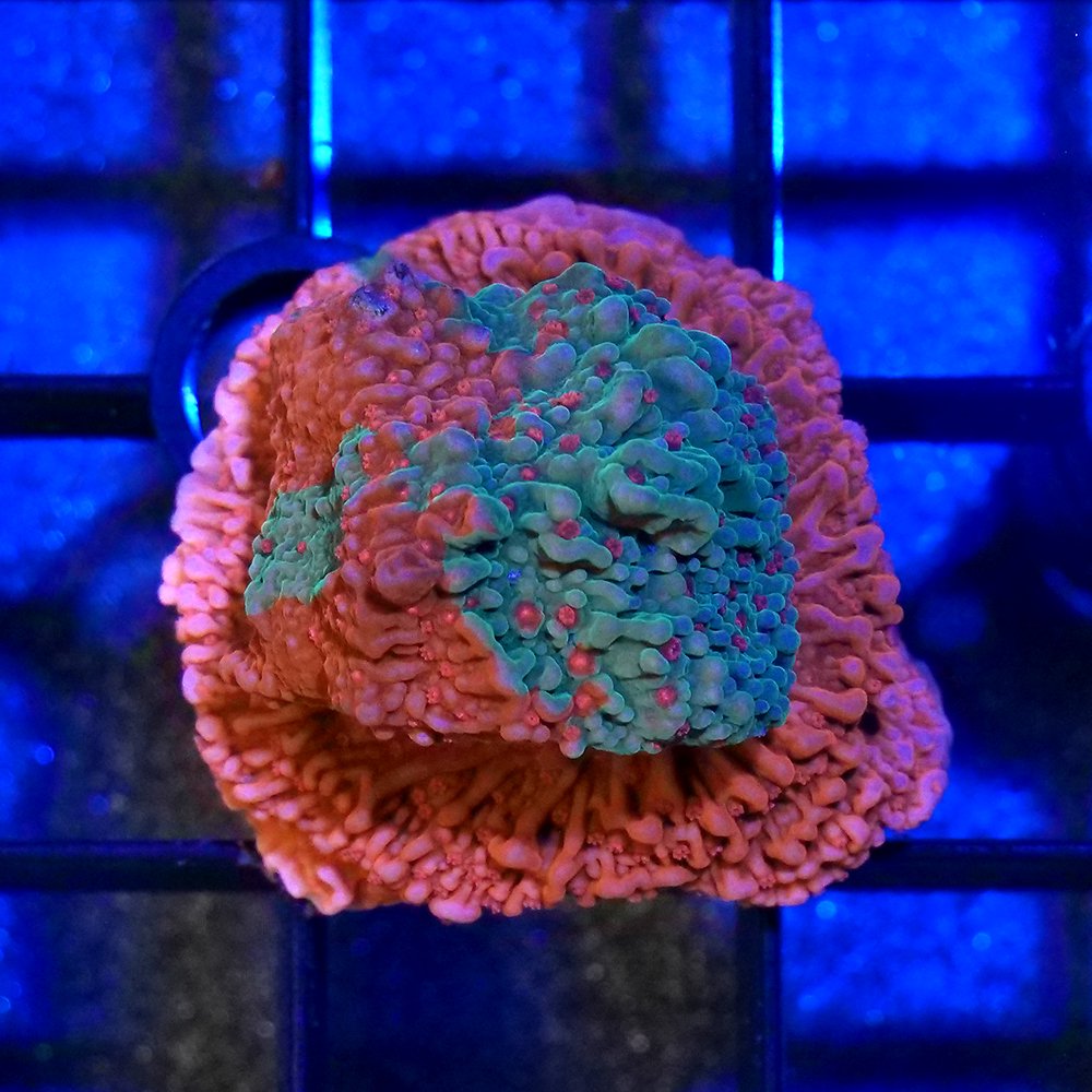 （サンゴ）一点物　コモンサンゴsp．　グラフテッド　プラグ付き　CM−18797（1個）　北海道航空便要保温