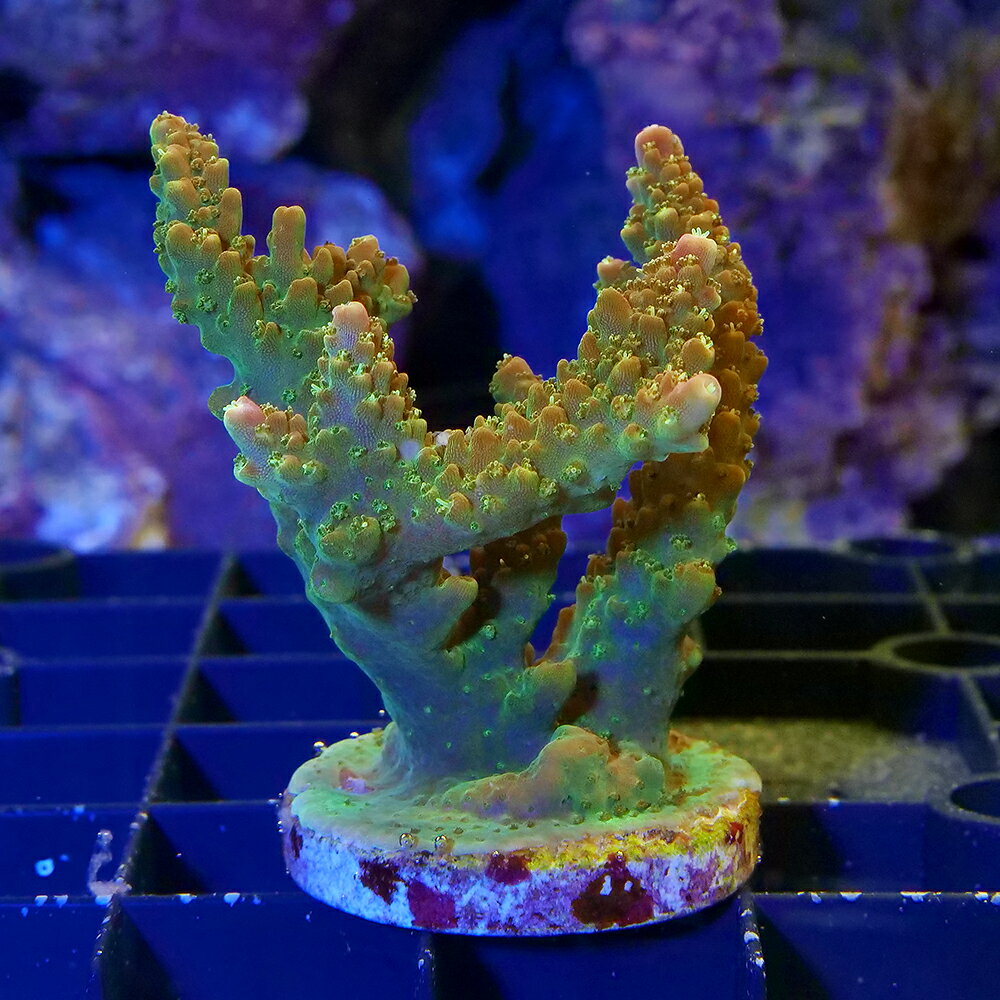 （サンゴ） 一点物 インドネシア産 ミドリイシsp． プラグ付き CM-18832（1個） 北海道・九州航空便要保温