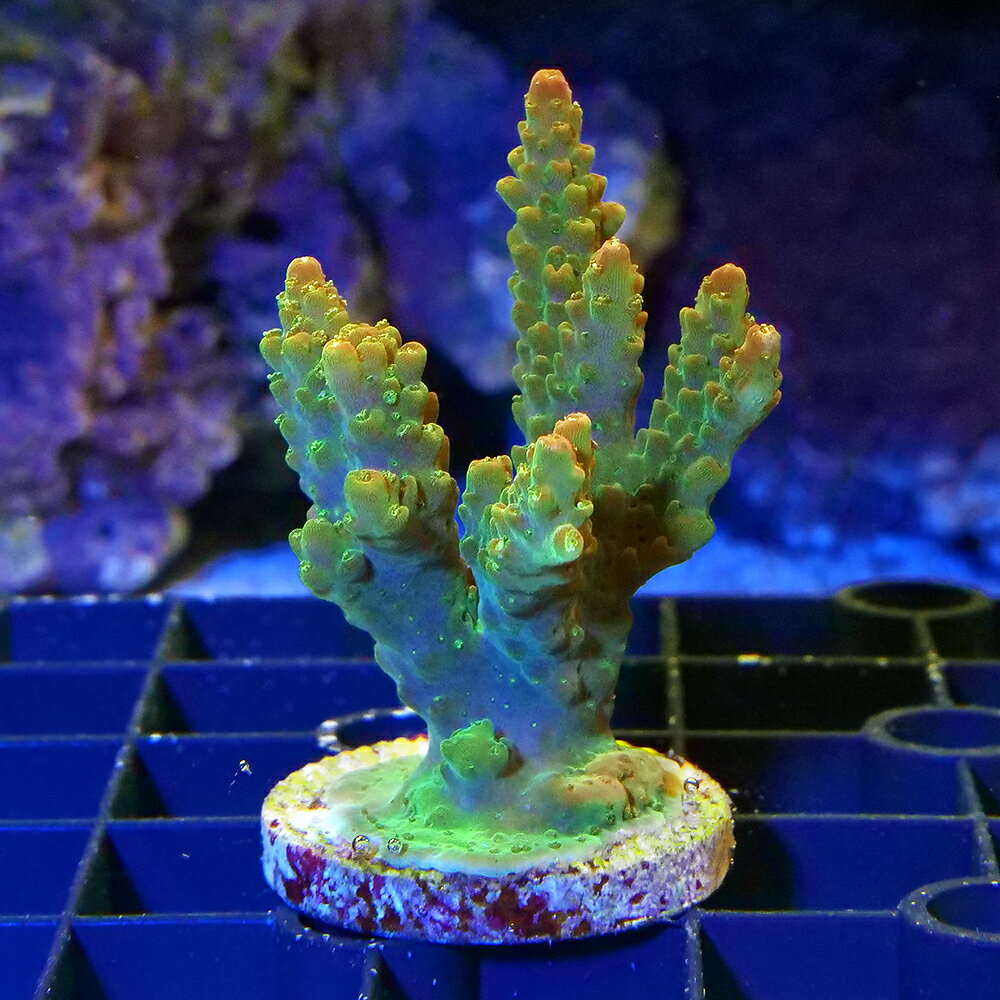 （サンゴ） 一点物 インドネシア産 ミドリイシsp． プラグ付き CM-1883（1個） 北海道・九州航空便要保温