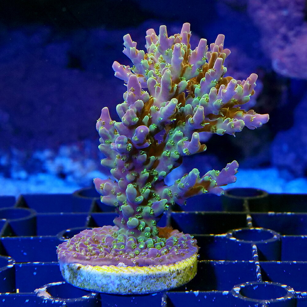 （サンゴ） 一点物 ミドリイシsp． プラグ付き CM-18834（1個） 北海道・九州航空便要保温