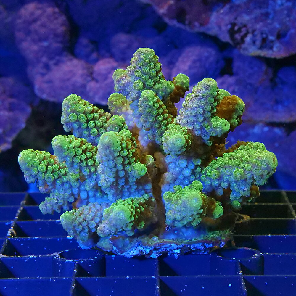 （サンゴ）一点物 フィジー産 ミドリイシsp． CM-18835 北海道・九州航空便要保温