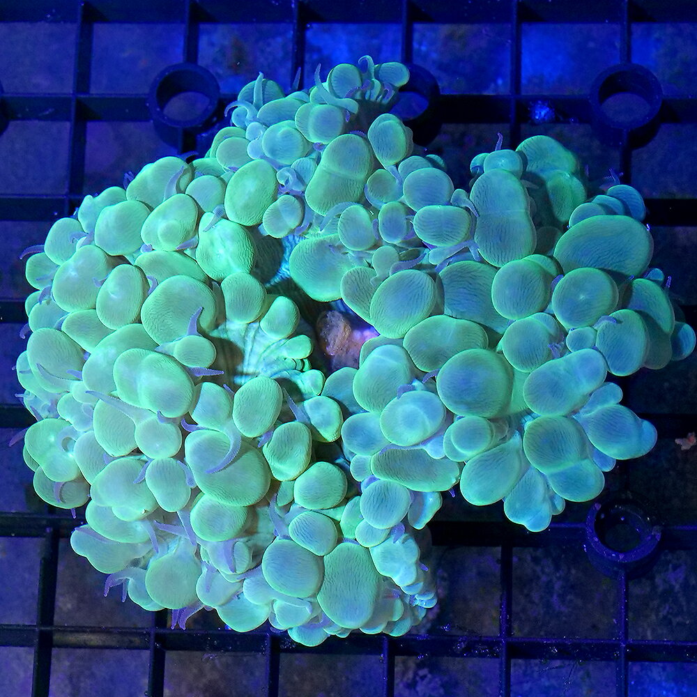 （サンゴ）一点物　インドネシア産　ミズタマサンゴ　CM−18841　（1個）　北海道航空便要保温