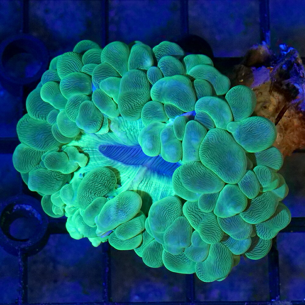 （サンゴ）一点物　インドネシア産　ミズタマサンゴ　CM−18844　（1個）　北海道航空便要保温