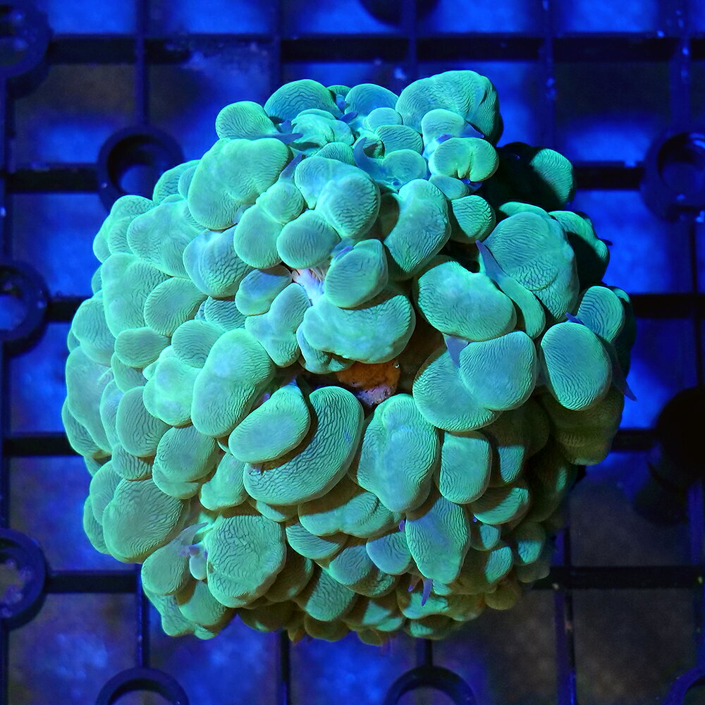 （サンゴ）一点物　インドネシア産　ミズタマサンゴ　グリーン　CM−18845　（1個）　北海道航空便要保温