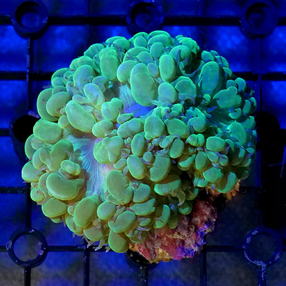 （サンゴ）一点物　インドネシア産　ミズタマサンゴ　グリーン　CM−18846　（1個）　北海道航空便要保温