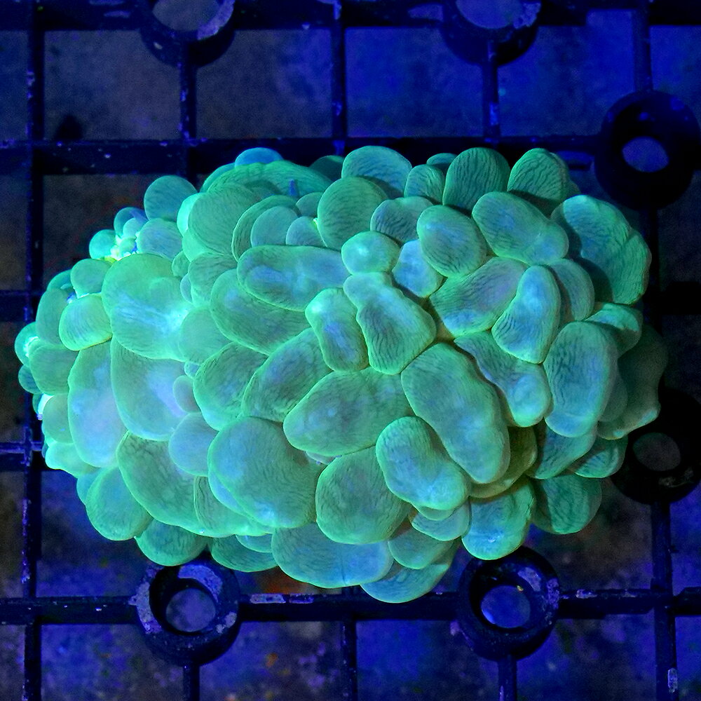 （サンゴ）一点物　インドネシア産　ミズタマサンゴ　CM−18847　（1個）　北海道航空便要保温