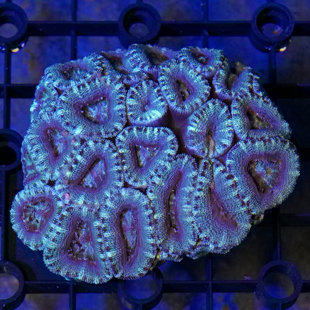 （サンゴ）一点物　オーストラリア産　カクオオトゲキクメイシ　グリーン　CM−18854（1個）　北海道・九州航空便要保温