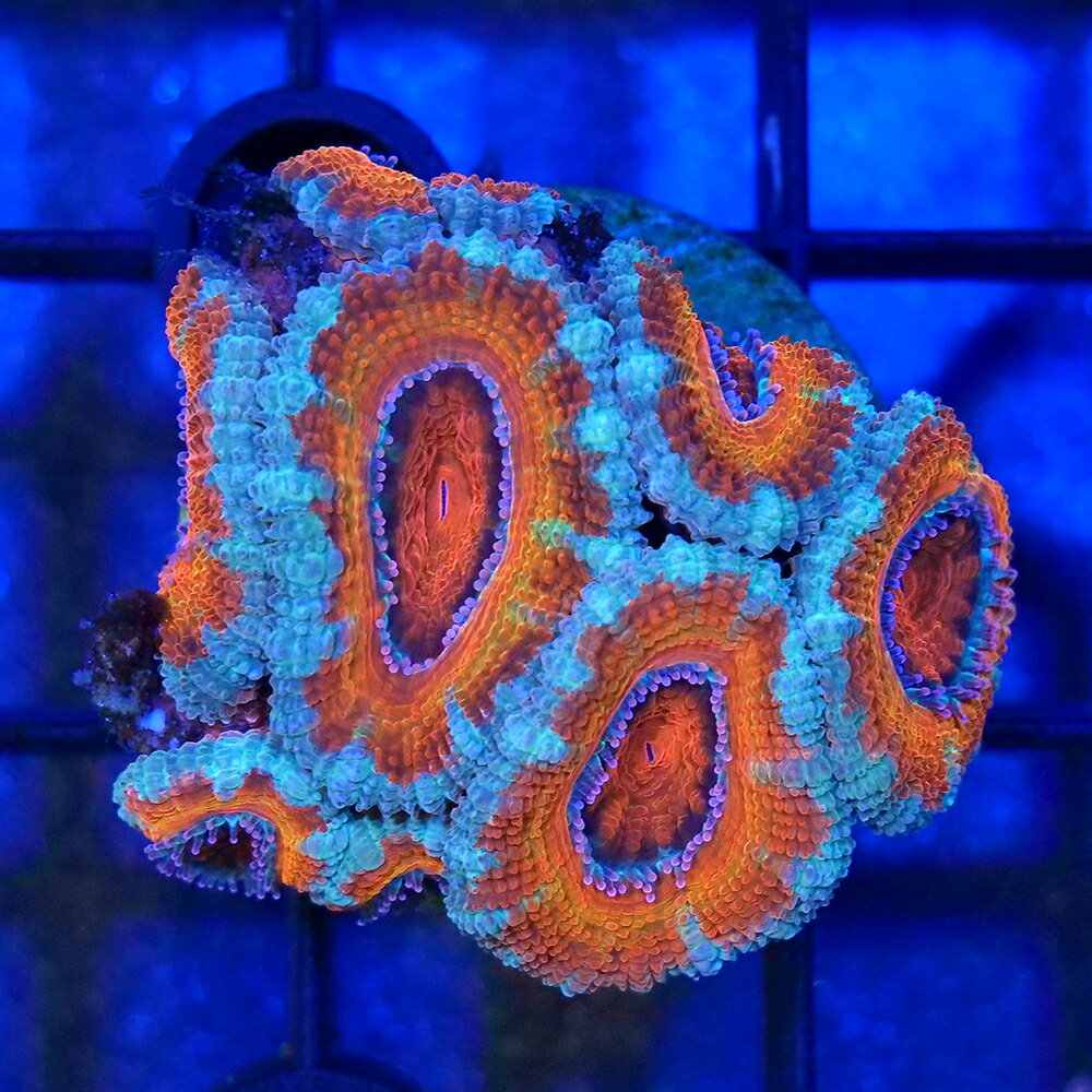 （サンゴ）一点物　オーストラリア産　カクオオトゲキクメイシ　レインボー　プラグ付き　CM−18863（1個）　北海道・九州航空便要保温