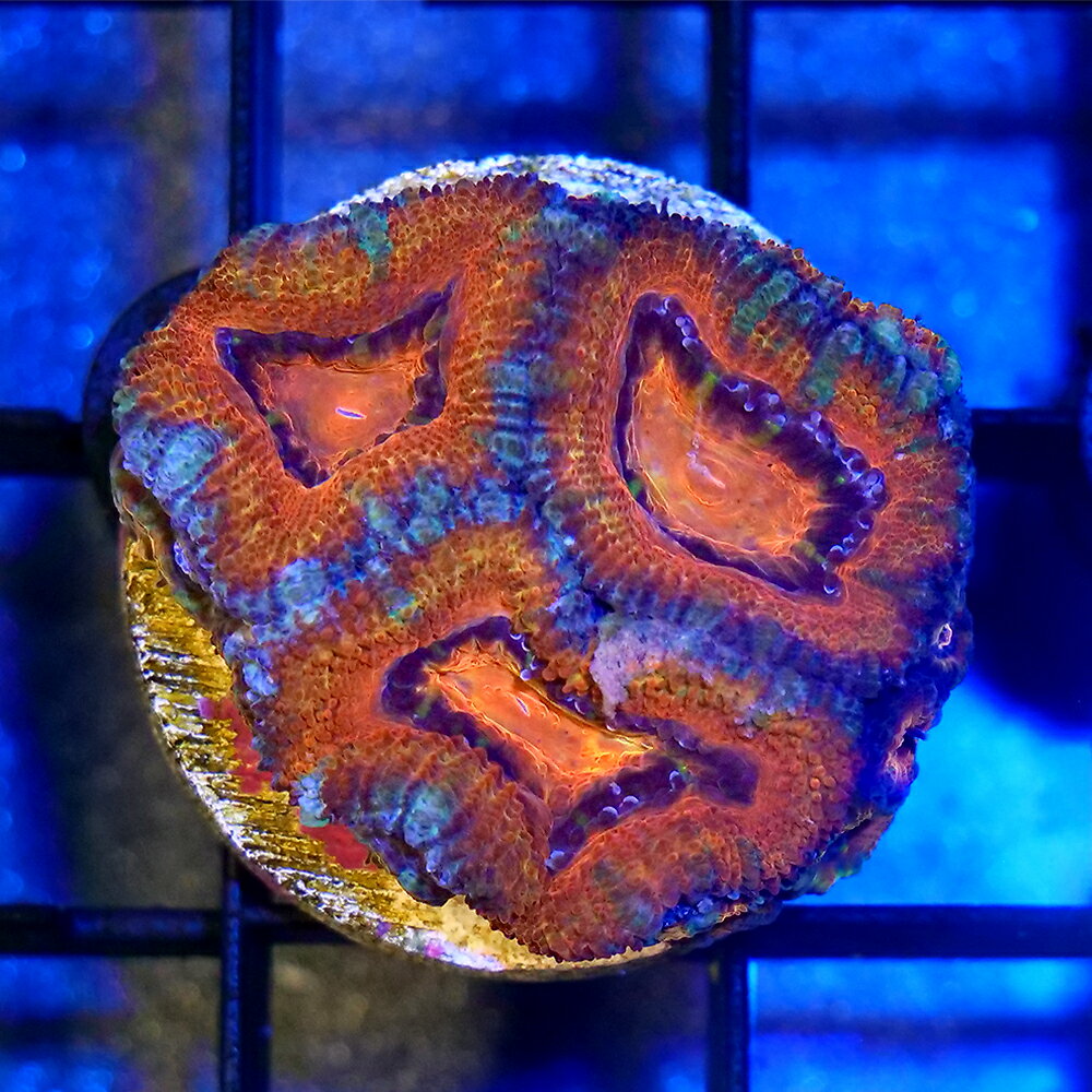 （サンゴ）一点物　オーストラリア産　カクオオトゲキクメイシ　レッド　プラグ付き　CM−18864（1個）　北海道・九州航空便要保温