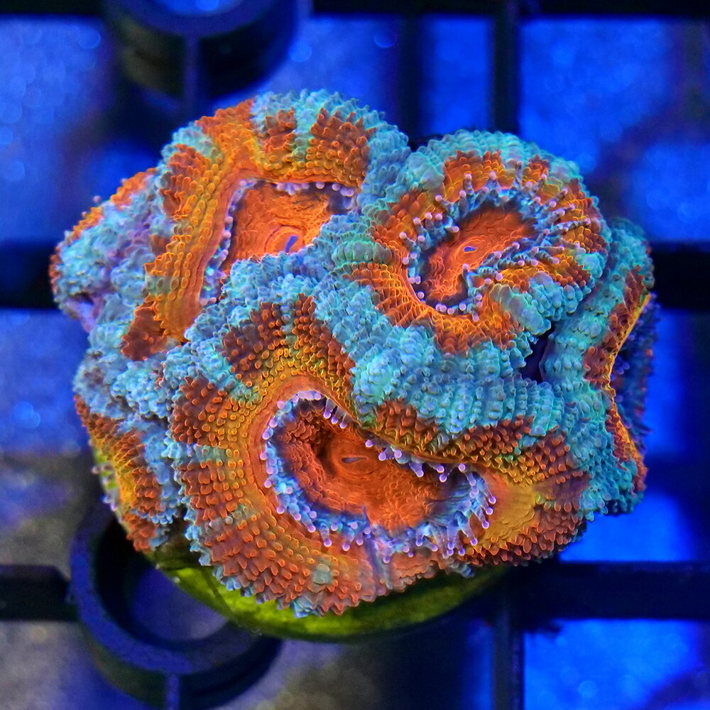 （サンゴ）一点物　オーストラリア産　カクオオトゲキクメイシ　レインボー　プラグ付き　CM−18865（1..