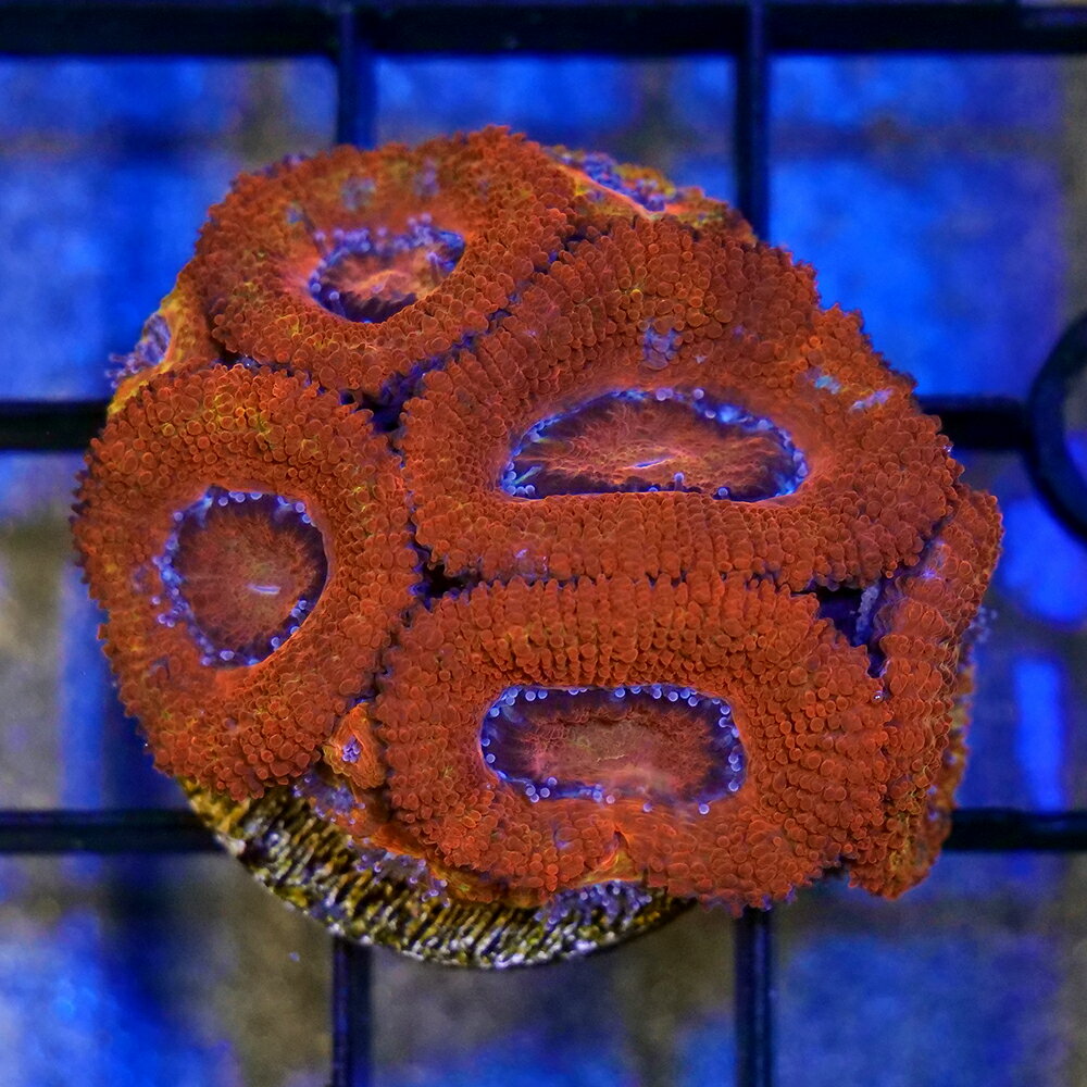 （サンゴ）一点物　オーストラリア産　カクオオトゲキクメイシ　レッド　プラグ付き　CM−18867（1個）　北海道・九州航空便要保温