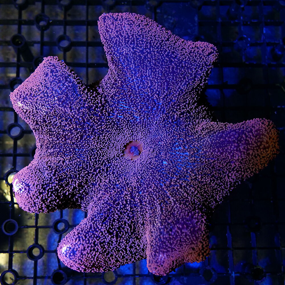 （海水魚）一点物　イボハタゴイソギンチャク　レッド　CM−18871（1個）　北海道航空便要保温