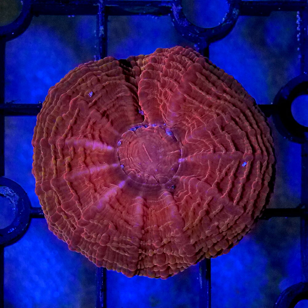 （サンゴ）一点物　コハナガタサンゴ　レッド　CM−18905（1個）　北海道・九州航空便要保温