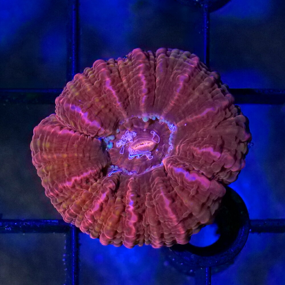 （サンゴ）一点物　コハナガタサンゴ　レッド　CM−18906（1個）　北海道・九州航空便要保温