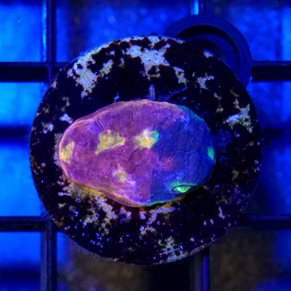 （サンゴ）一点物　キッカサンゴ　レインボー　プラグ付き　CM−18908（1個）　北海道・九州航空便要保温